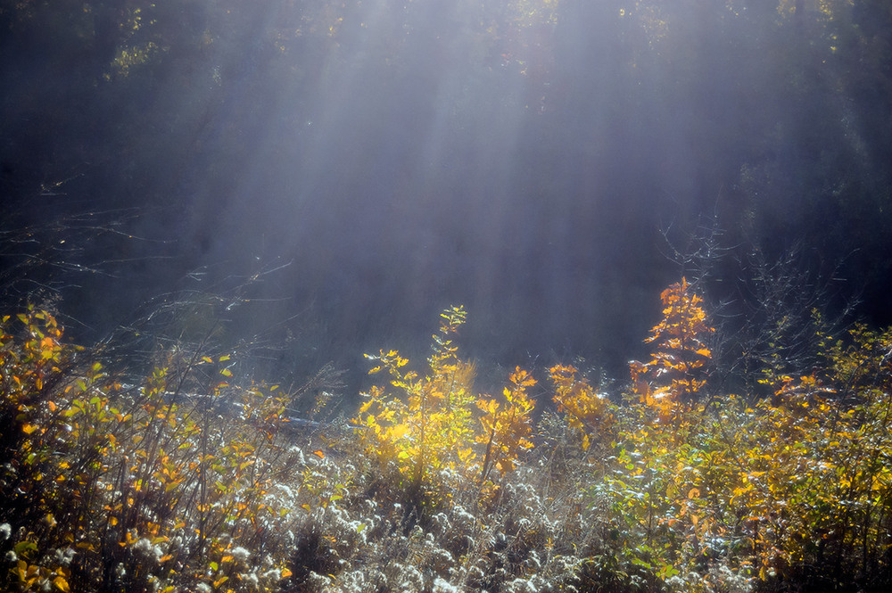 Фотографія *** / Евгений Шамай / photographers.ua