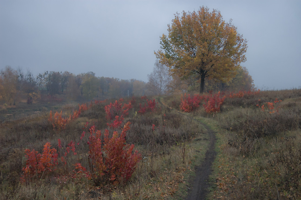 Фотографія *** / Евгений Шамай / photographers.ua