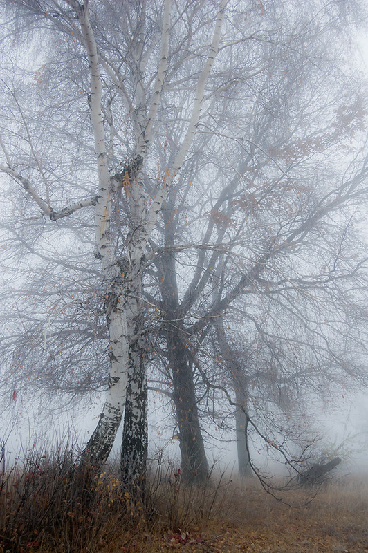 Фотографія *** / Евгений Шамай / photographers.ua
