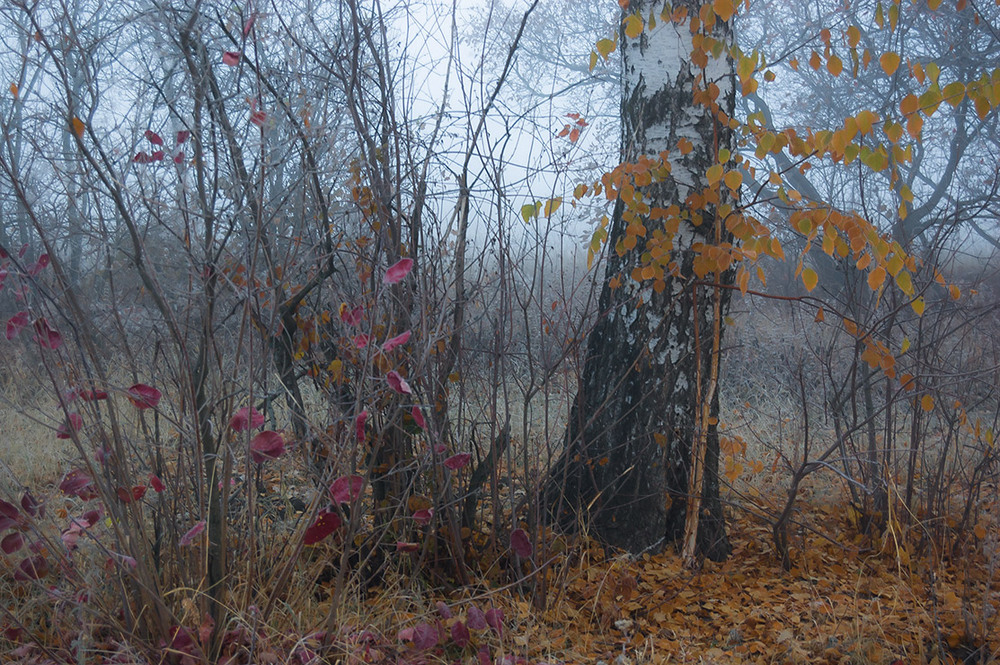 Фотографія *** / Евгений Шамай / photographers.ua