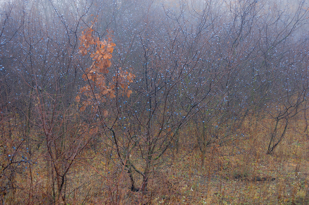 Фотографія *** / Евгений Шамай / photographers.ua