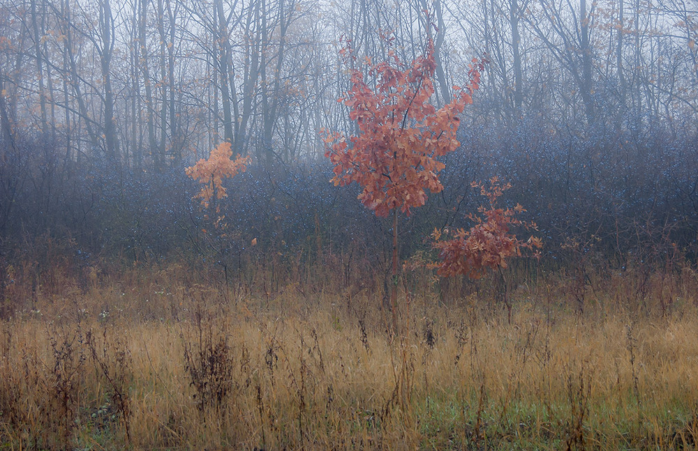 Фотографія *** / Евгений Шамай / photographers.ua
