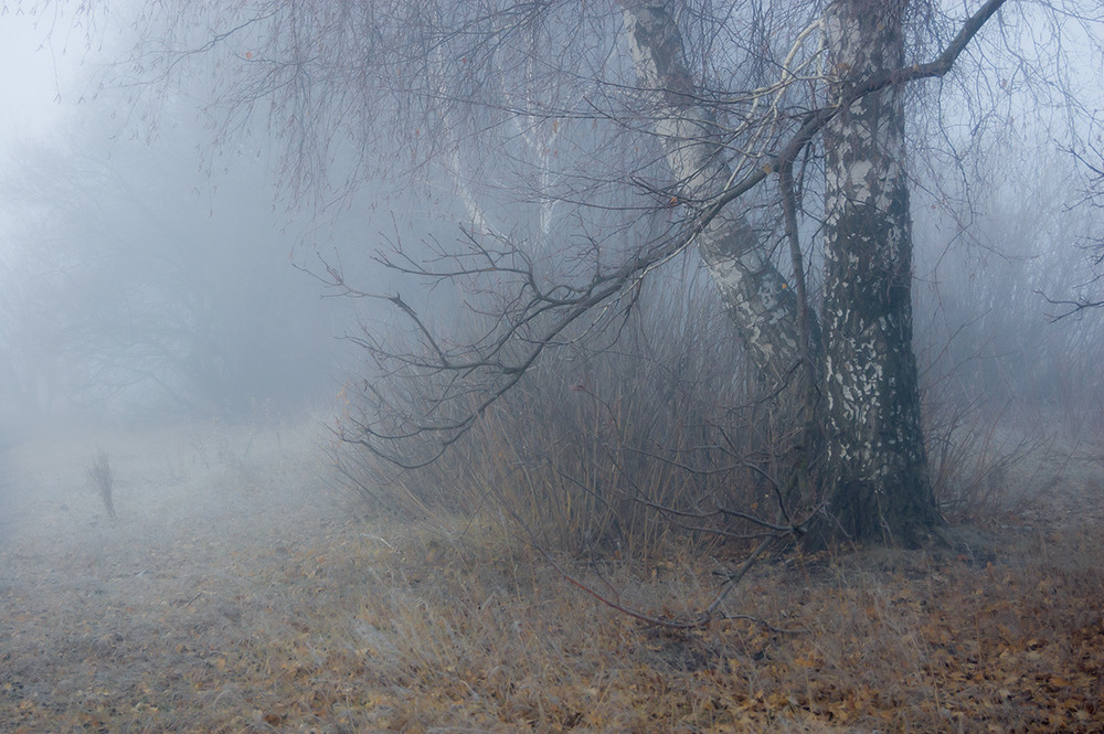 Фотографія *** / Евгений Шамай / photographers.ua