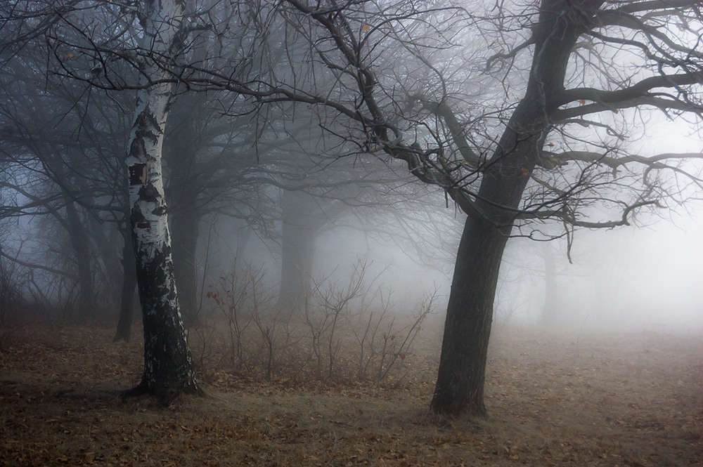 Фотографія *** / Евгений Шамай / photographers.ua