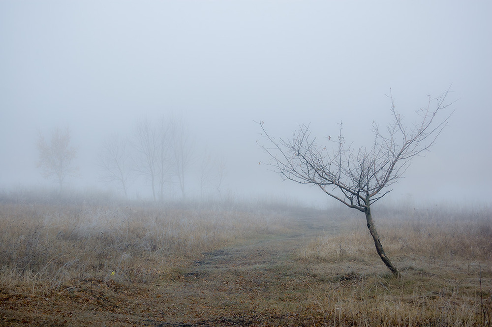 Фотографія *** / Евгений Шамай / photographers.ua