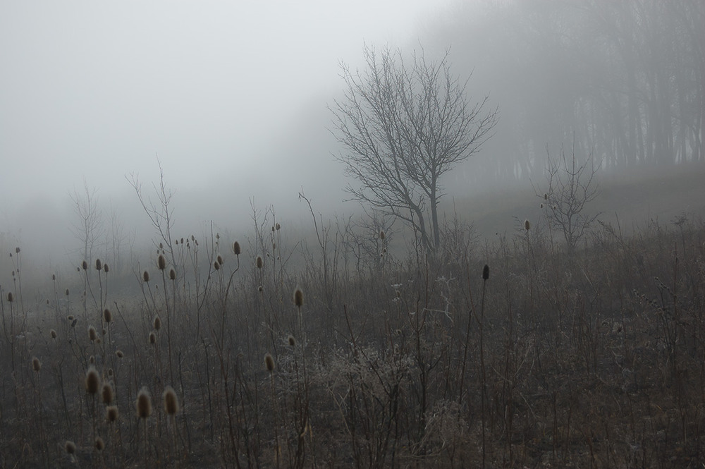 Фотографія *** / Евгений Шамай / photographers.ua
