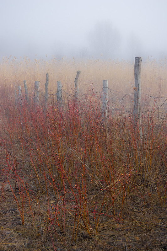 Фотографія *** / Евгений Шамай / photographers.ua