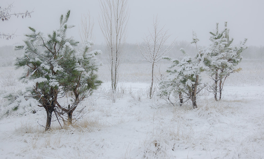 Фотографія *** / Евгений Шамай / photographers.ua