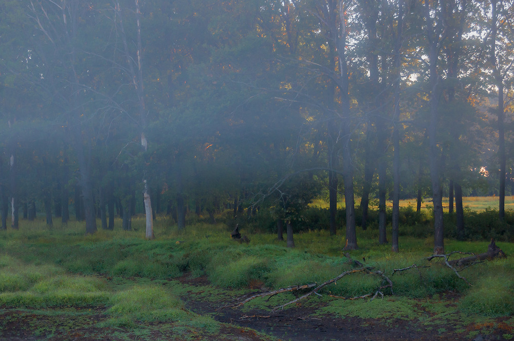 Фотографія *** / Евгений Шамай / photographers.ua