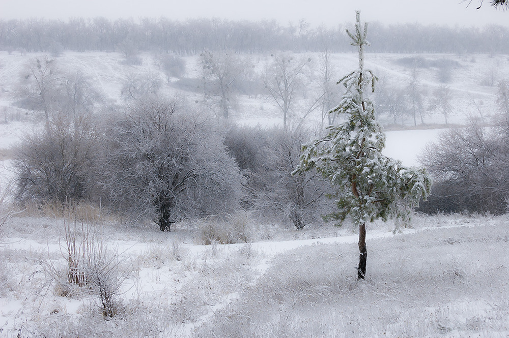 Фотографія *** / Евгений Шамай / photographers.ua