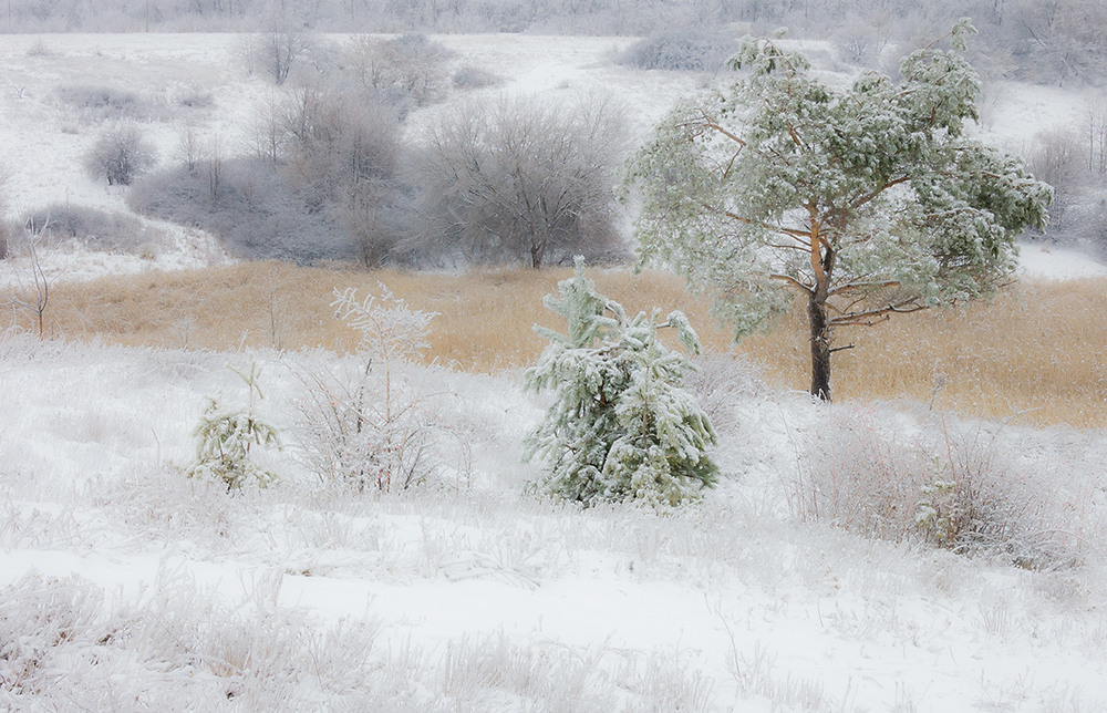 Фотографія *** / Евгений Шамай / photographers.ua