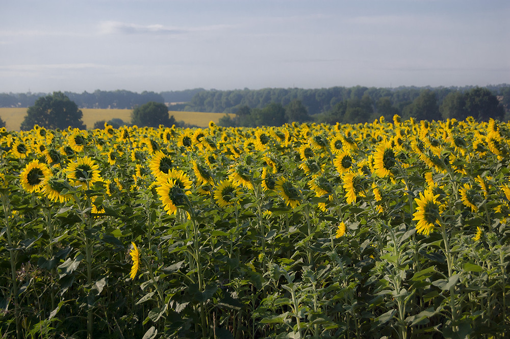 Фотографія *** / Евгений Шамай / photographers.ua