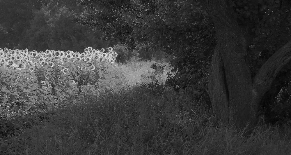 Фотографія *** / Евгений Шамай / photographers.ua