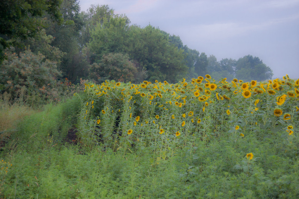 Фотографія *** / Евгений Шамай / photographers.ua