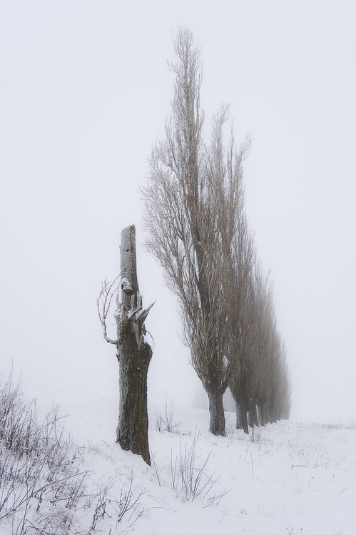 Фотографія *** / Евгений Шамай / photographers.ua