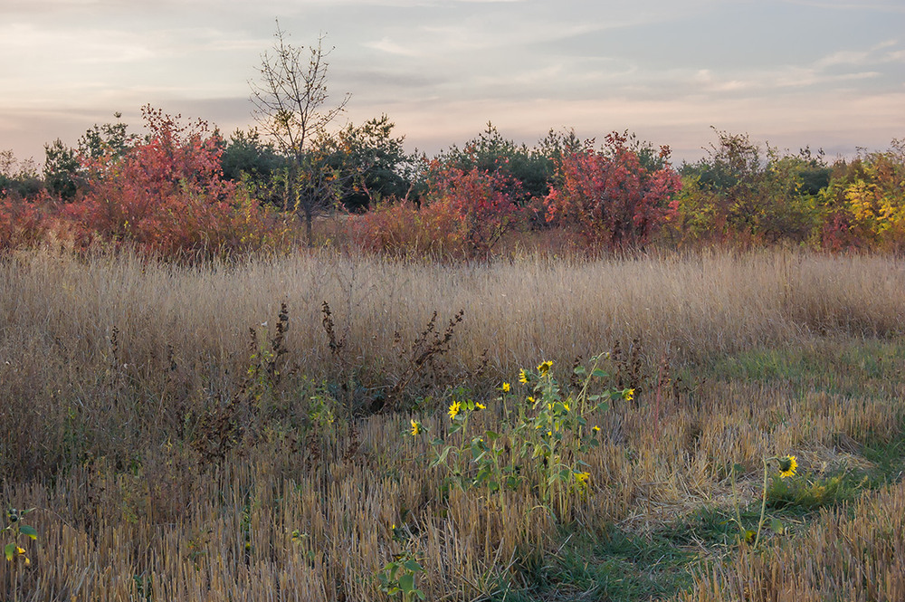 Фотографія *** / Евгений Шамай / photographers.ua