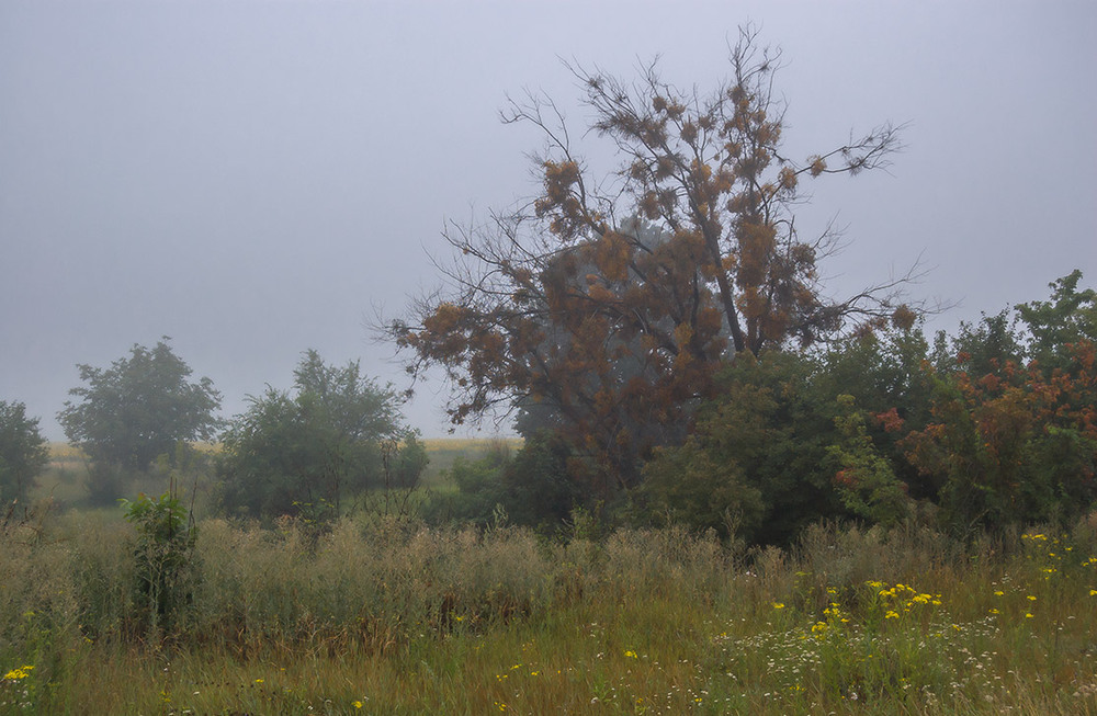Фотографія *** / Евгений Шамай / photographers.ua