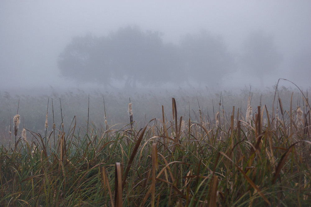 Фотографія *** / Евгений Шамай / photographers.ua