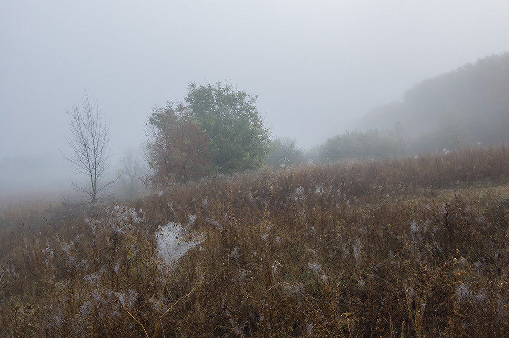 Фотографія *** / Евгений Шамай / photographers.ua