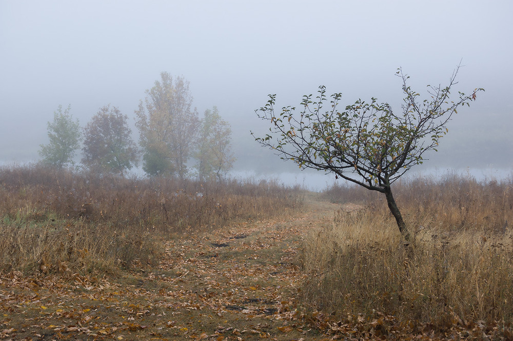 Фотографія *** / Евгений Шамай / photographers.ua
