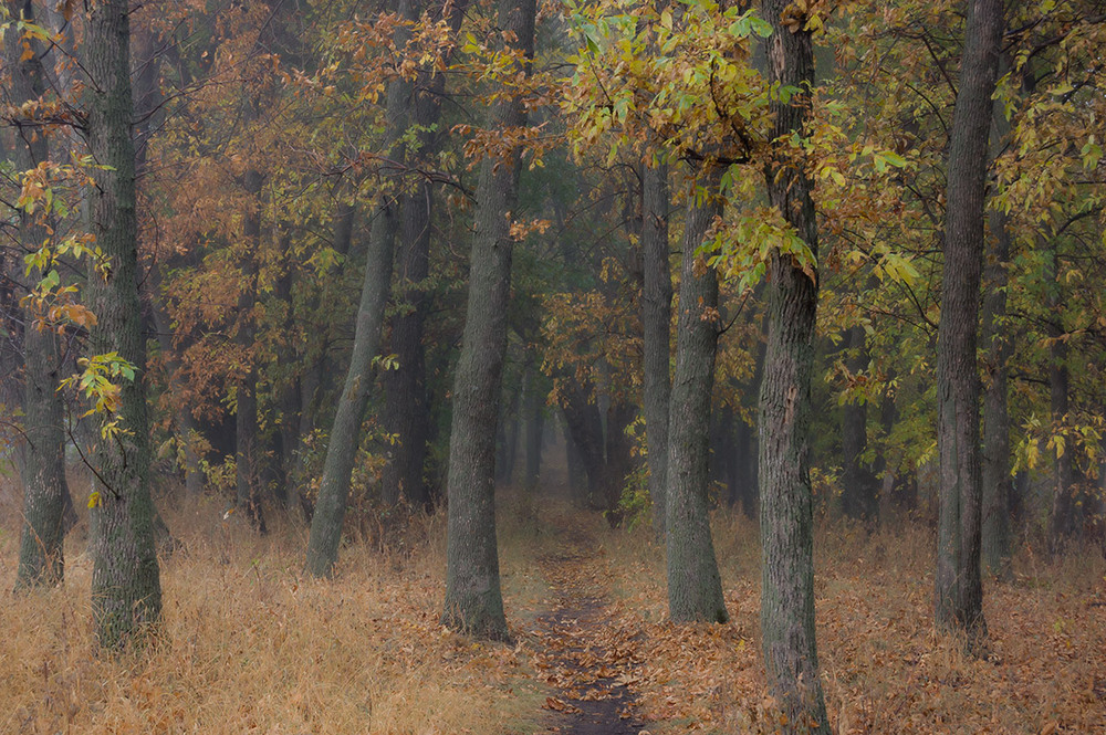 Фотографія *** / Евгений Шамай / photographers.ua