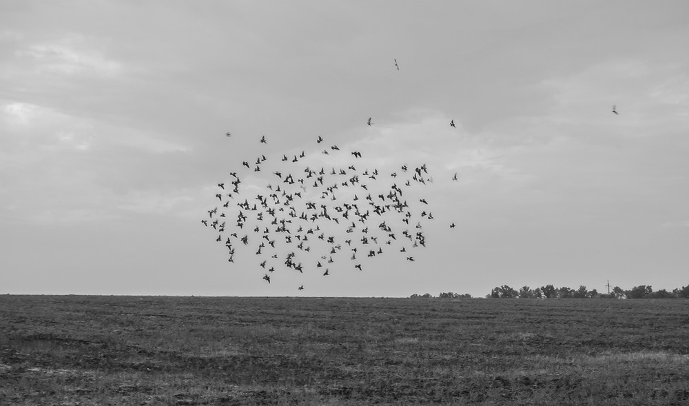 Фотографія *** / Евгений Шамай / photographers.ua