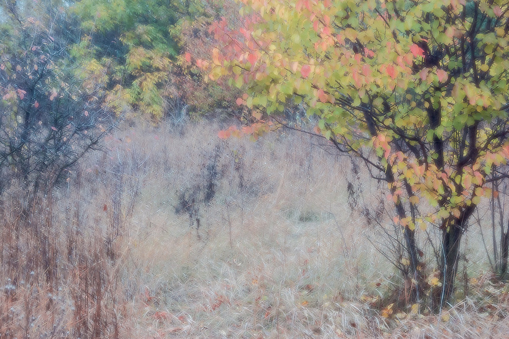 Фотографія *** / Евгений Шамай / photographers.ua