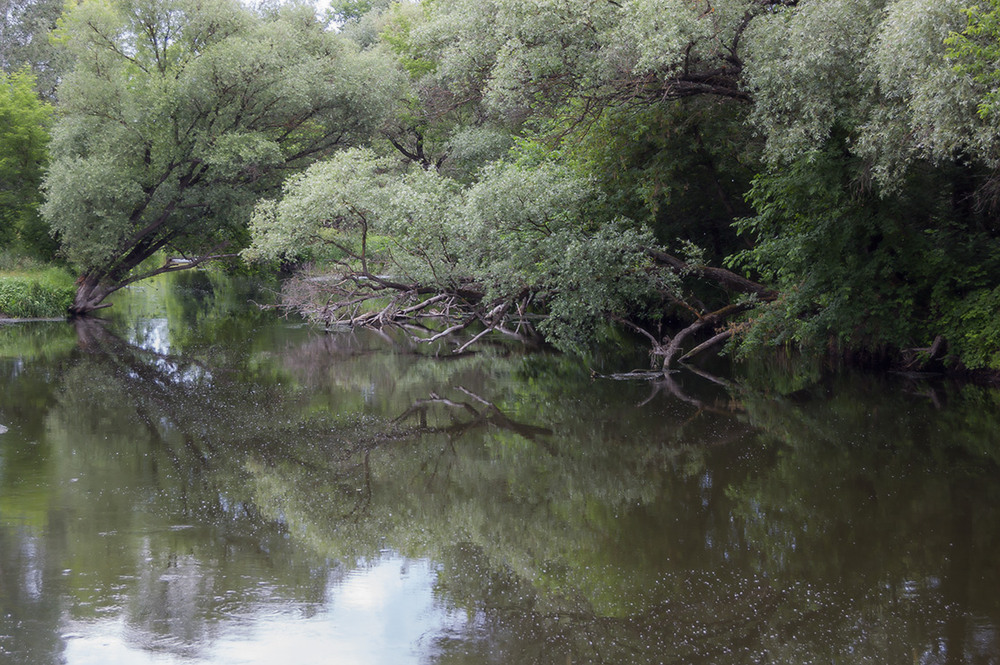 Фотографія *** / Евгений Шамай / photographers.ua