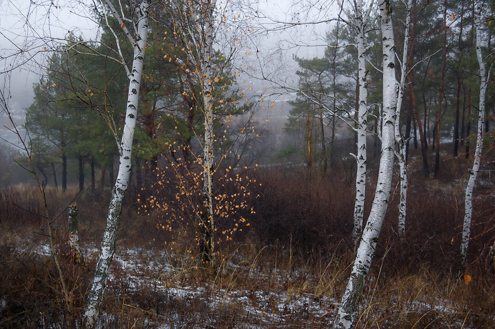 Фотографія *** / Евгений Шамай / photographers.ua