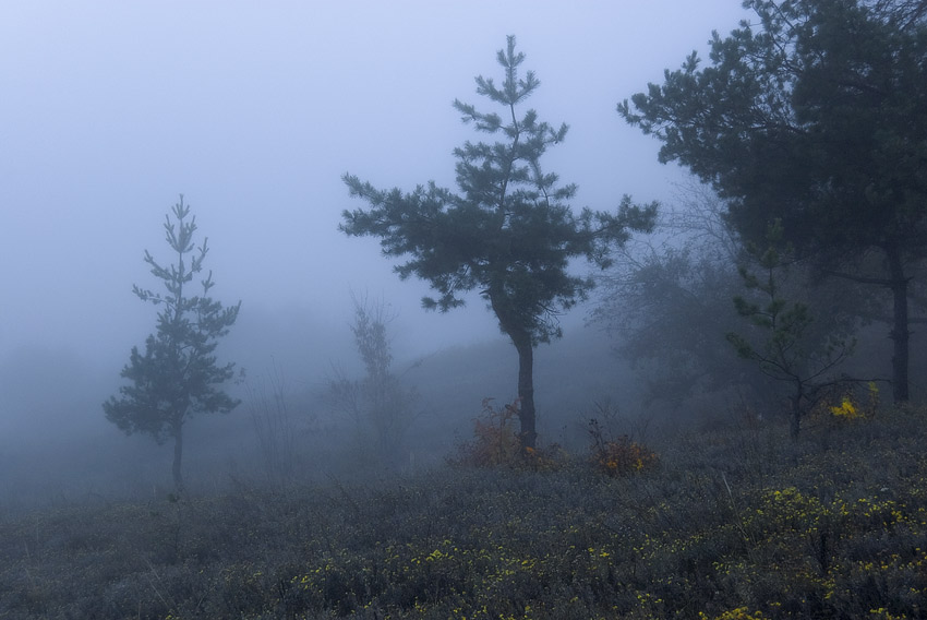 Фотографія *** / Евгений Шамай / photographers.ua