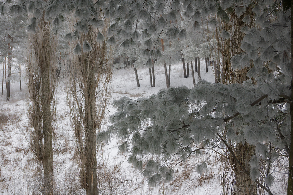 Фотографія *** / Евгений Шамай / photographers.ua