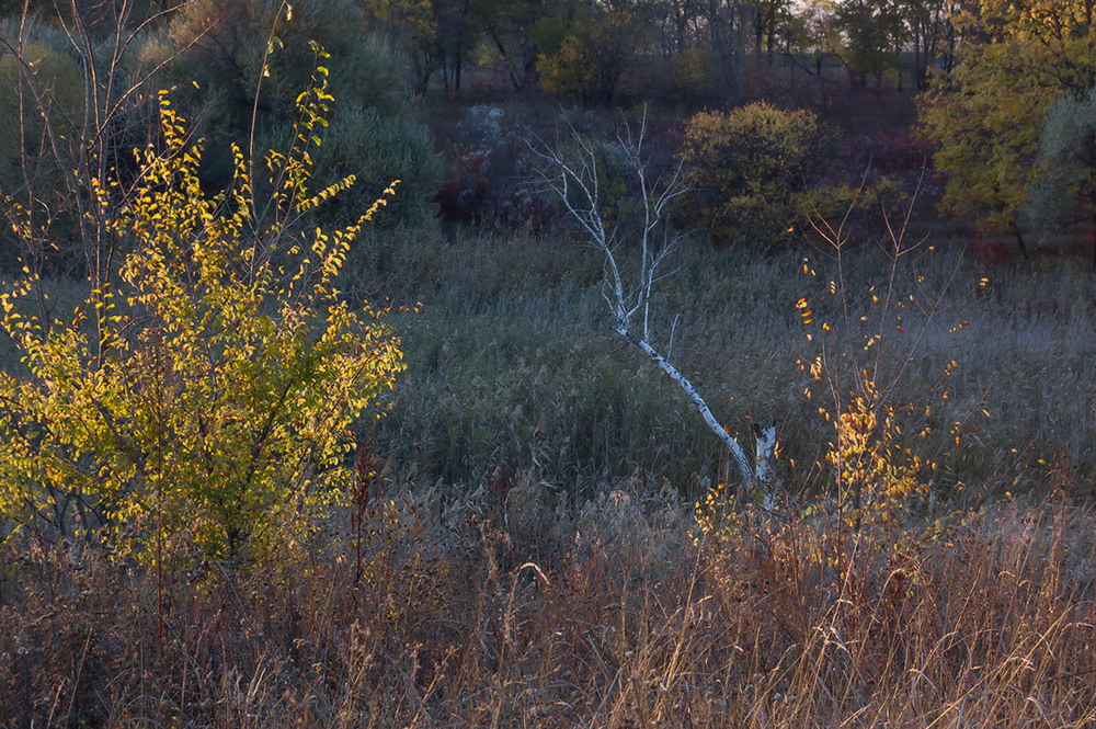 Фотографія *** / Евгений Шамай / photographers.ua