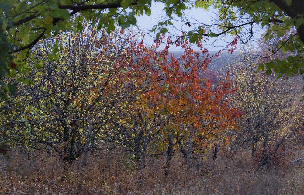 Фотографія *** / Евгений Шамай / photographers.ua