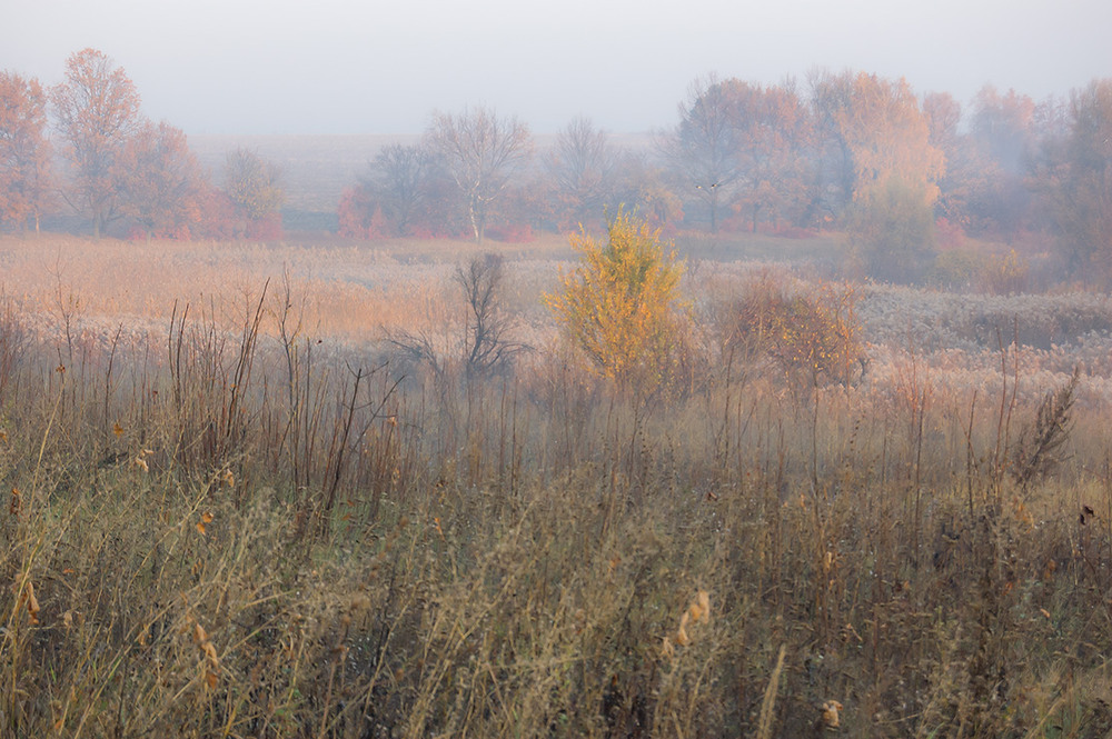 Фотографія *** / Евгений Шамай / photographers.ua