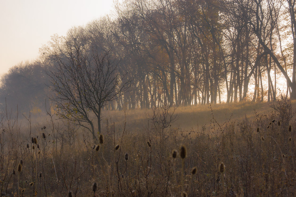 Фотографія *** / Евгений Шамай / photographers.ua