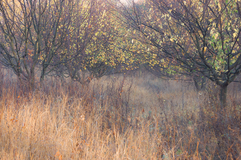 Фотографія *** / Евгений Шамай / photographers.ua