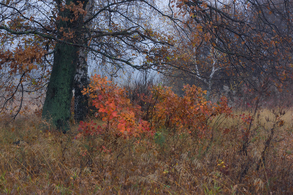 Фотографія *** / Евгений Шамай / photographers.ua