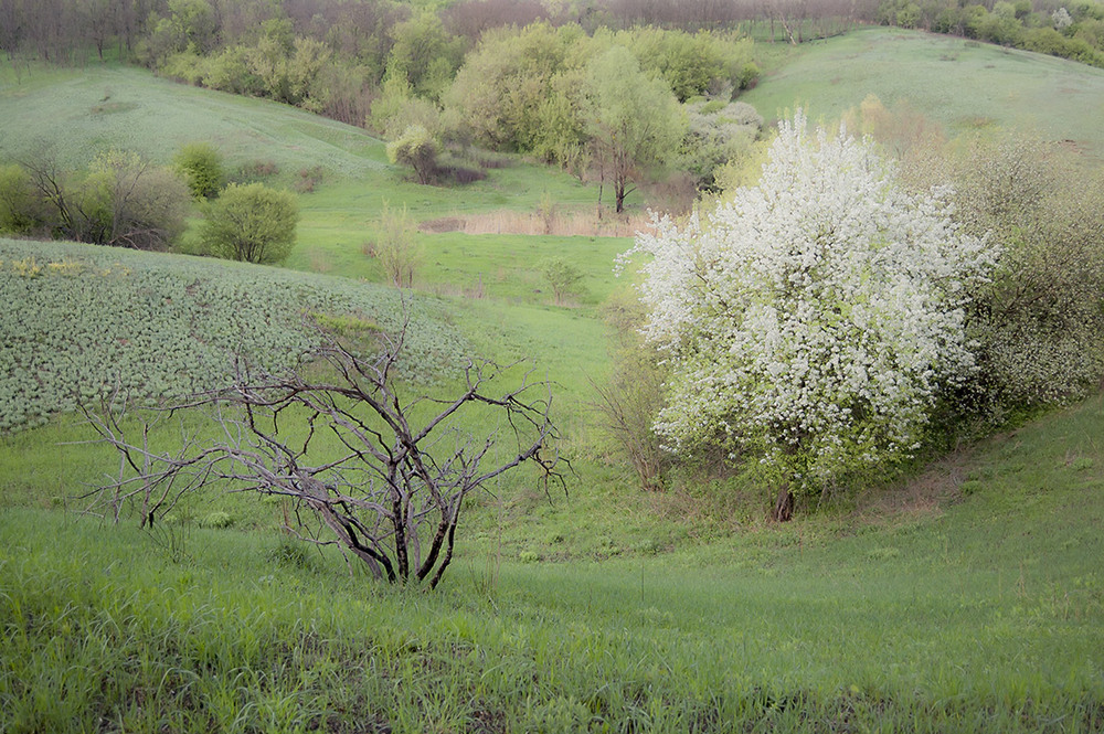 Фотографія *** / Евгений Шамай / photographers.ua