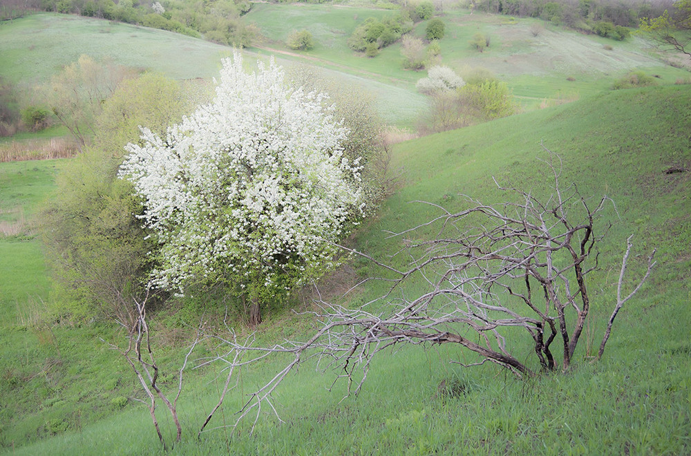 Фотографія *** / Евгений Шамай / photographers.ua