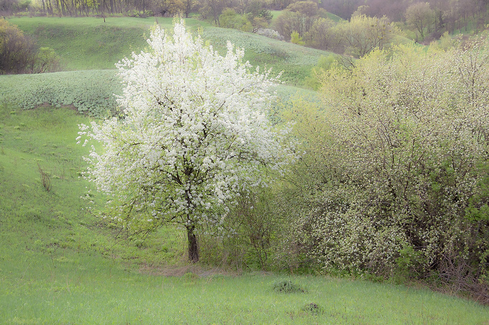 Фотографія *** / Евгений Шамай / photographers.ua
