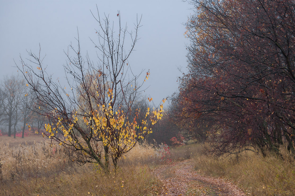 Фотографія *** / Евгений Шамай / photographers.ua