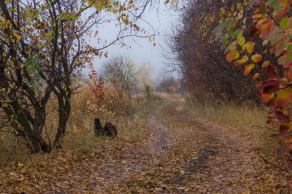 Фотографія *** / Евгений Шамай / photographers.ua