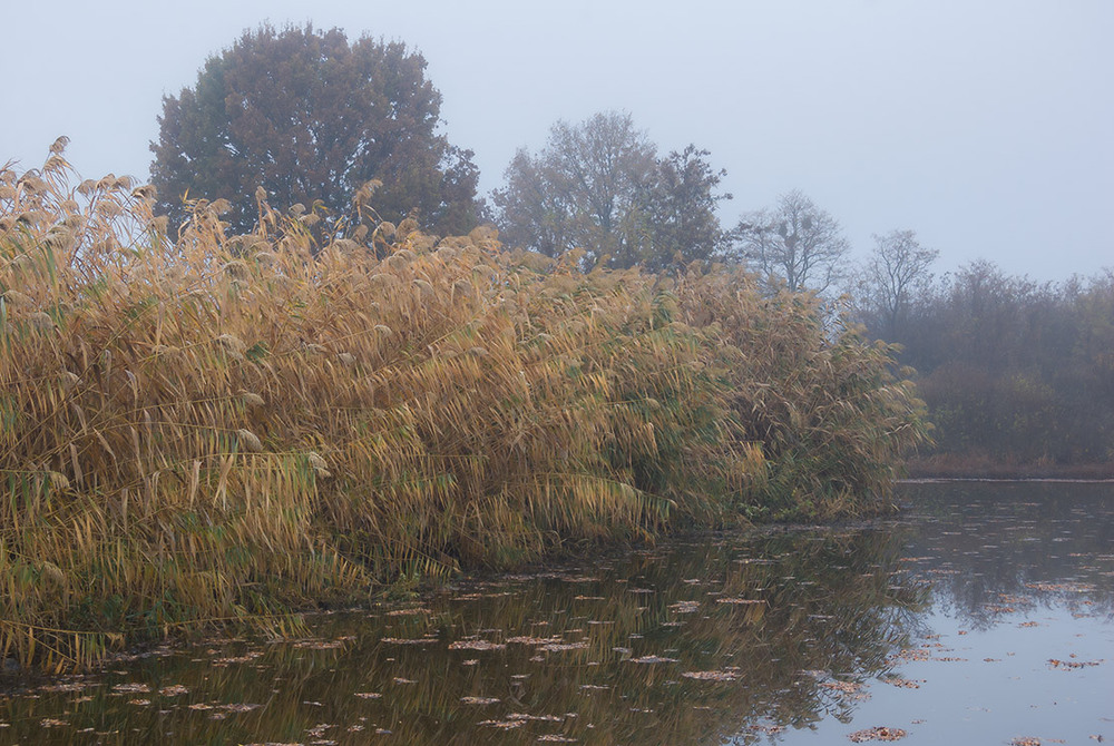 Фотографія *** / Евгений Шамай / photographers.ua