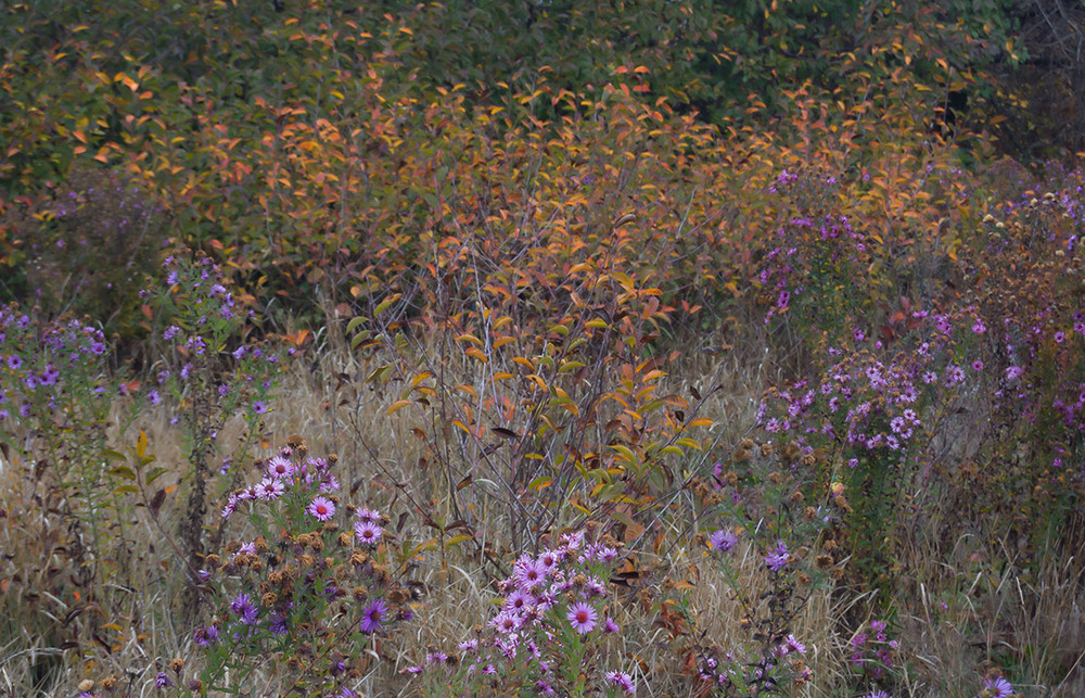 Фотографія *** / Евгений Шамай / photographers.ua