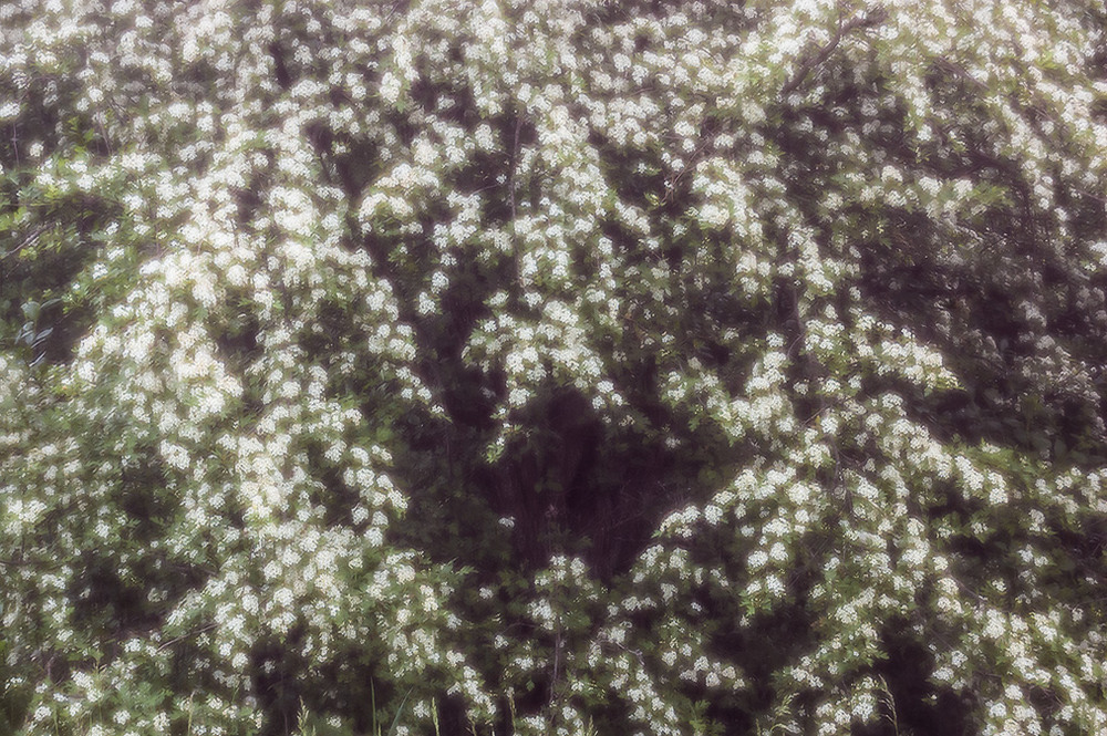 Фотографія *** / Евгений Шамай / photographers.ua