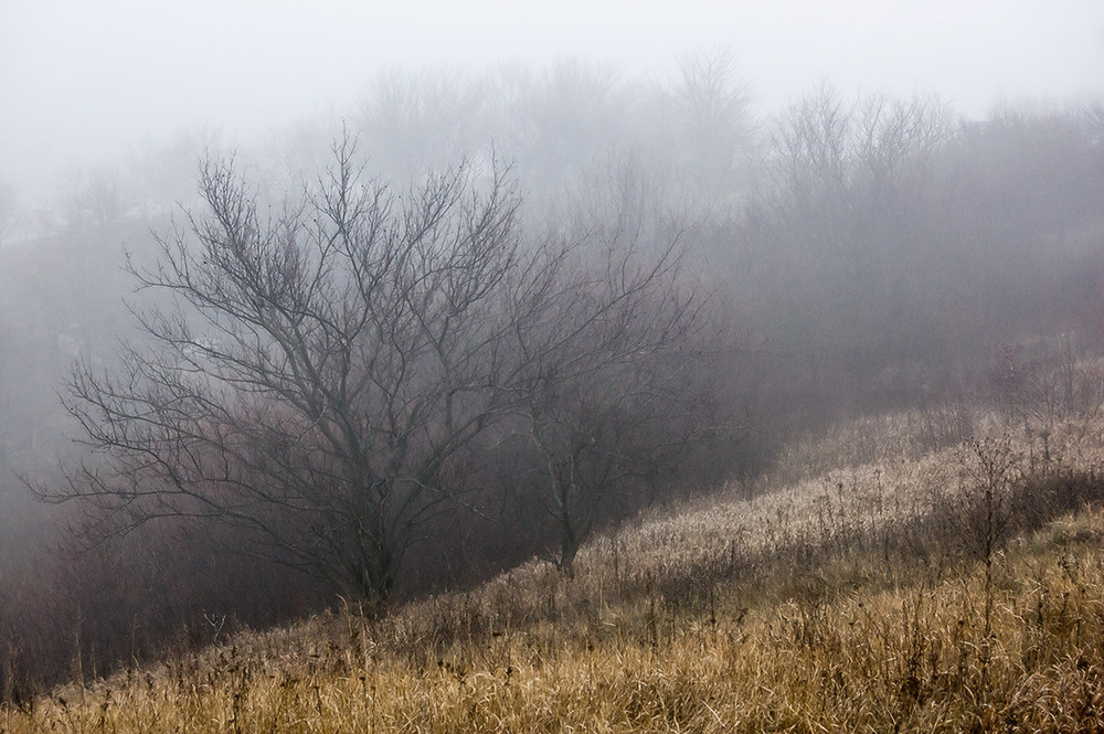 Фотографія *** / Евгений Шамай / photographers.ua