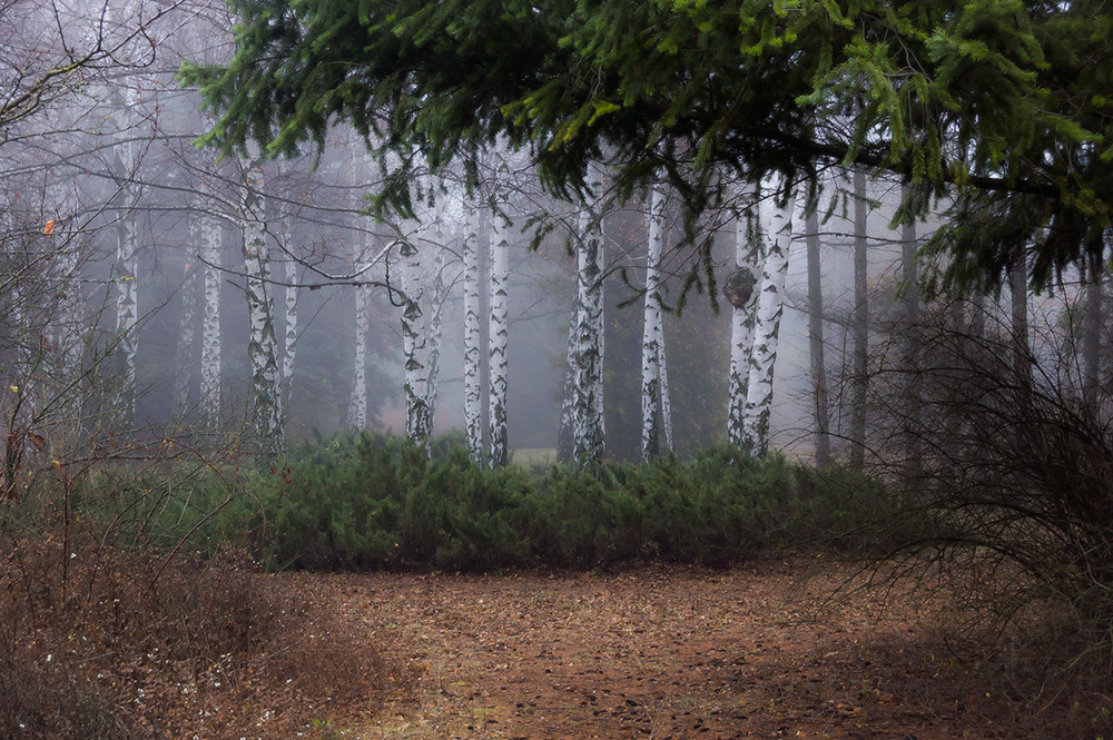 Фотографія *** / Евгений Шамай / photographers.ua