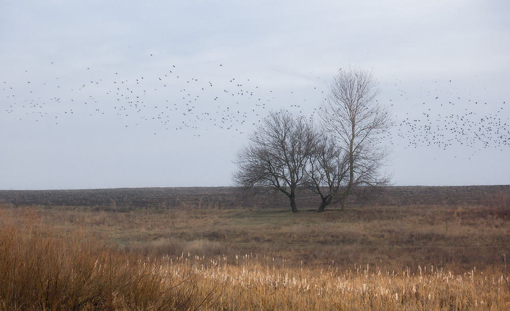 Фотографія *** / Евгений Шамай / photographers.ua