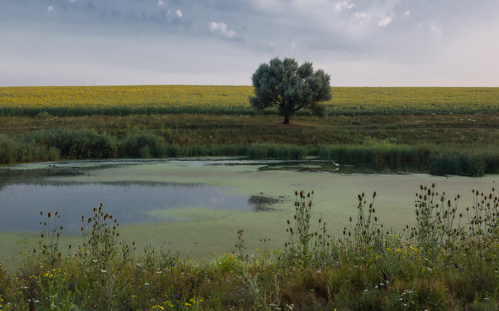 Фотографія *** / Евгений Шамай / photographers.ua