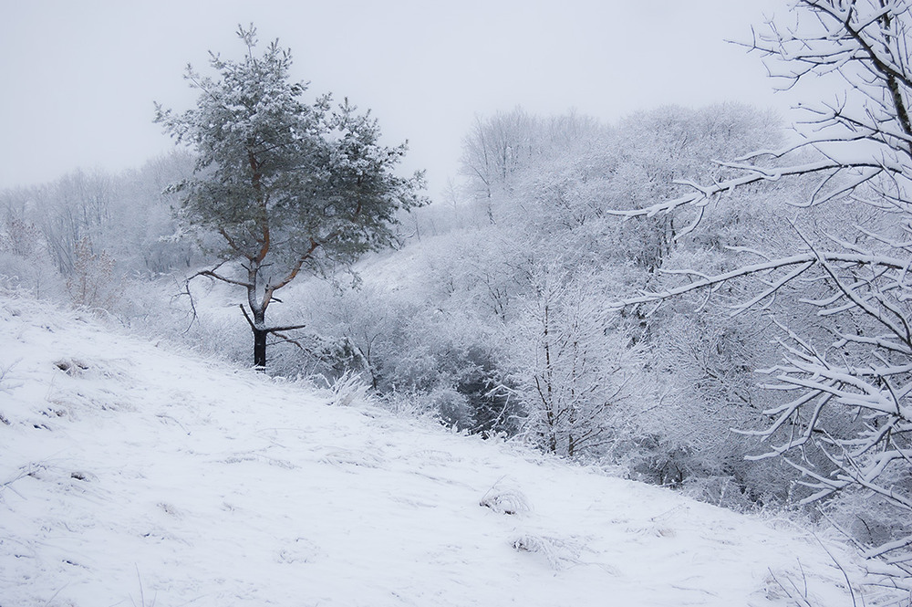 Фотографія *** / Евгений Шамай / photographers.ua